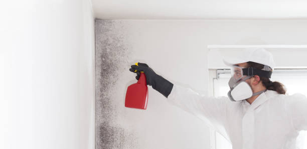 Best DIY Mold Remediation Support Services in Brookhaven, WV