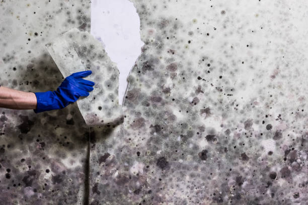 Best Mold Remediation for Specific Building Types in Brookhaven, WV